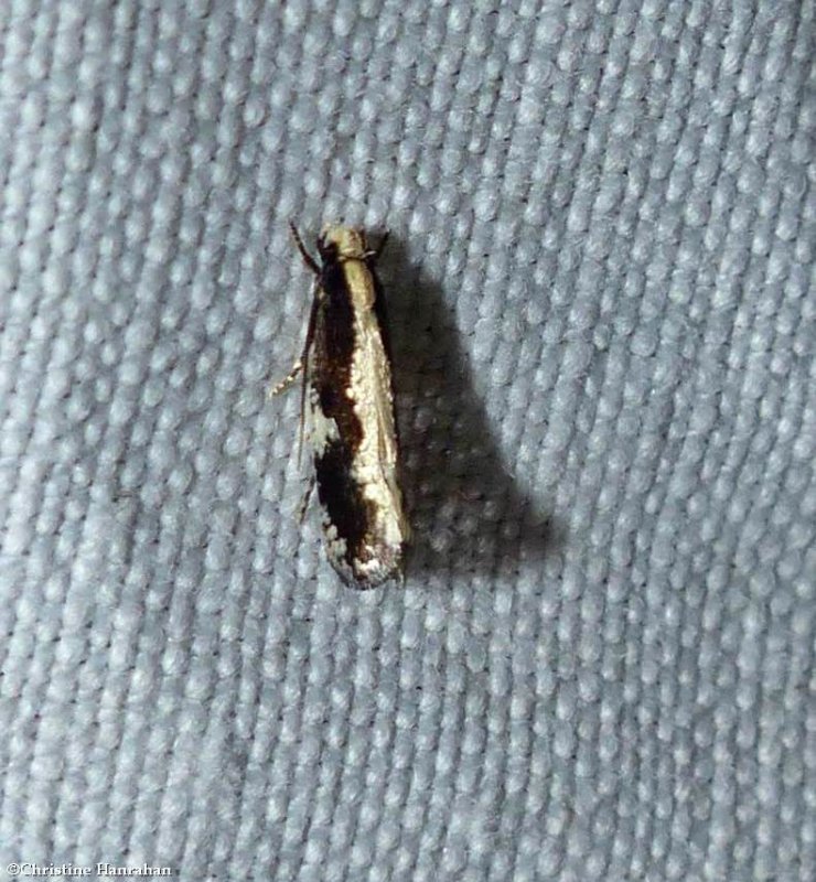 Skunkback monopsis moth (Monopis dorsistrigella), #0416