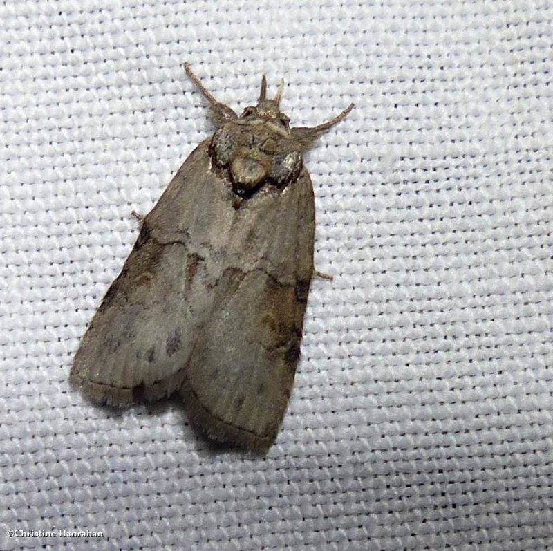 Frigid owlet moth (Nycteola frigidana), #8975