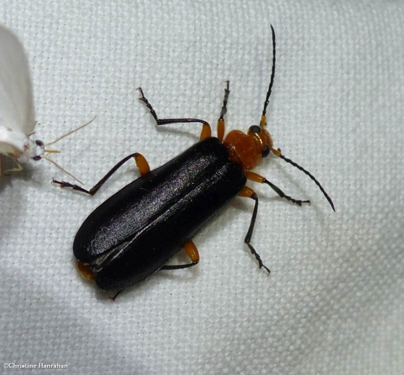 Fire-colored beetle  (Neopyrochroa femoralis)