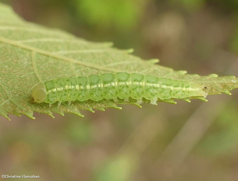 Sleeping baileya moth caterpillar (Baileya dormitans), #8971