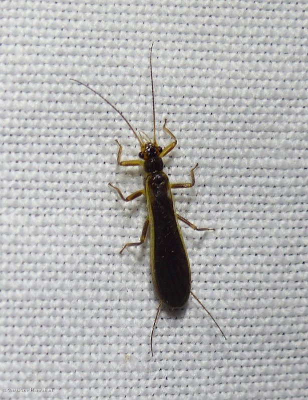 Stonefly (Perlesta) sp. ) 