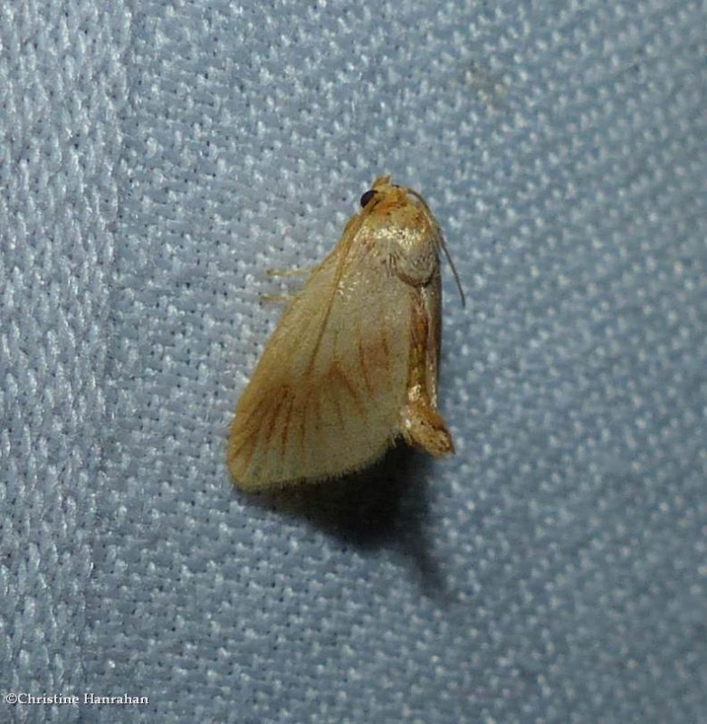 Early button slug moth  (<em>Tortricidia testacea</em>), #4652