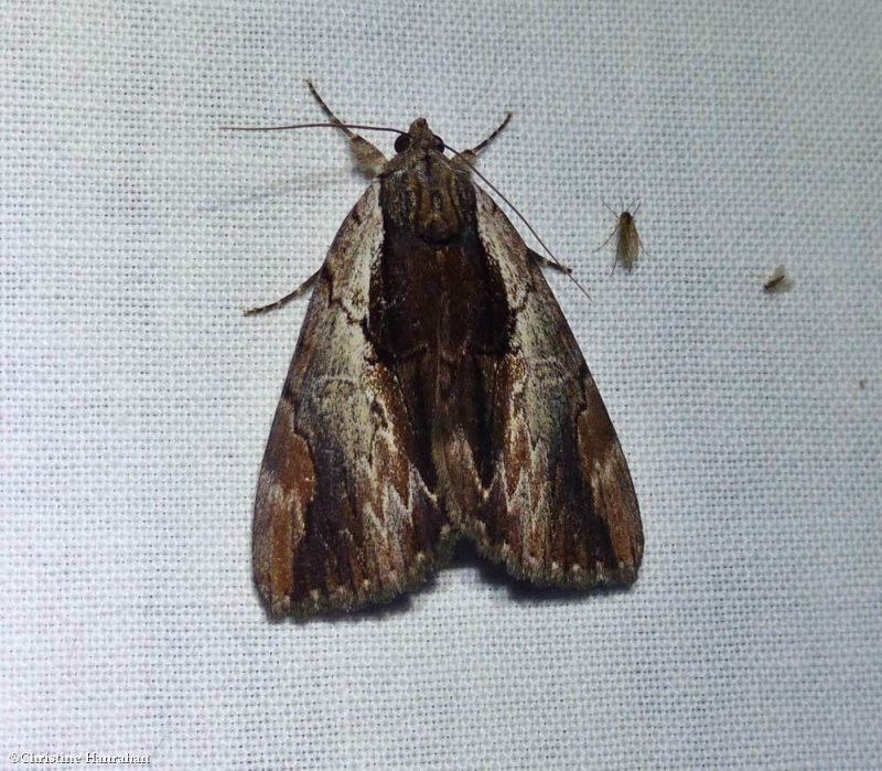 Ultronia underwing moth (Catocala ultronia), #8857