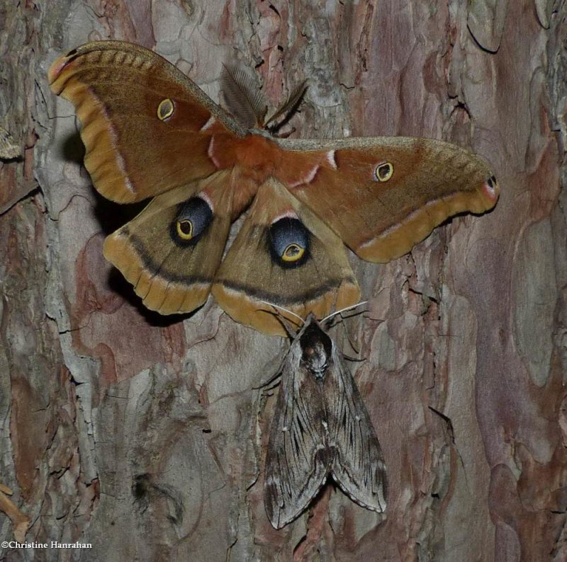 Polyphemus moth  and Northern apple sphinx moth