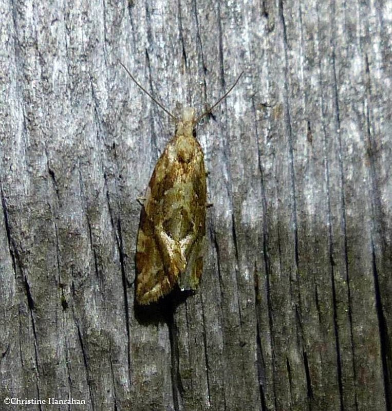 Tortricid moth (Aethes)