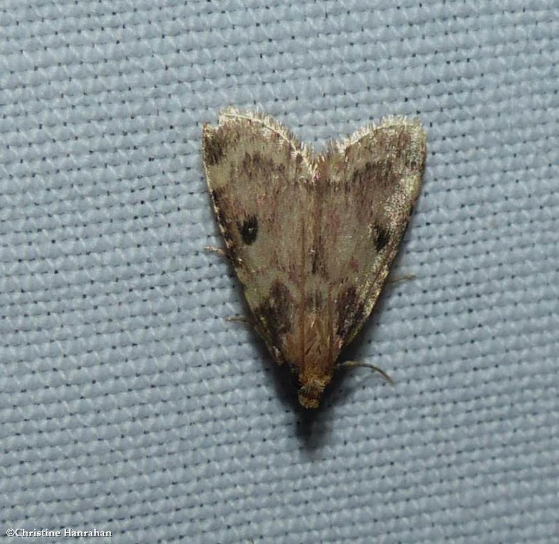 Pyralid moth (Aglossa costiferalis), #5511