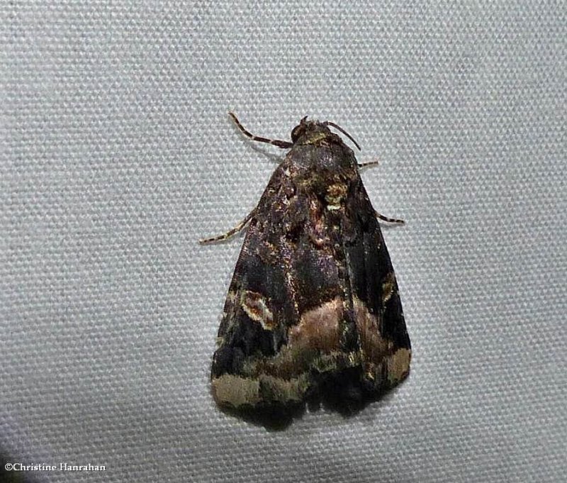 Black wedge-spot moth  (Homophoberia apicosa), #9057