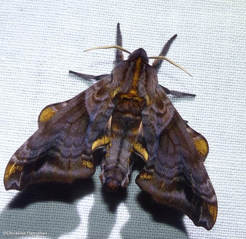 Small-eyed sphinx moth (Paonias myops), #7825