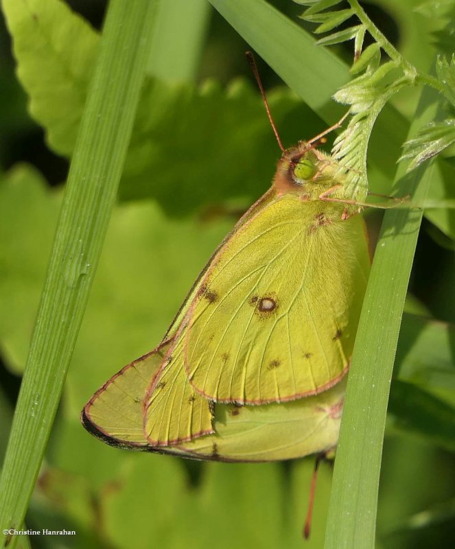 Clouded sulphurs, mating pair (Colias philodice)