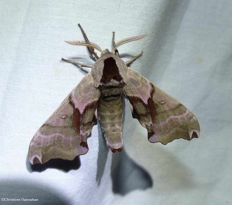 Twin-spotted sphinx moth  (Smerinthus jamaicensis), #7821