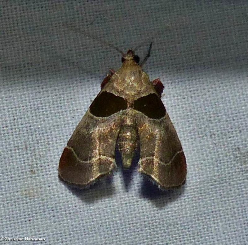 Dimorphic tosale moth  (Tosale oviplagalis), #5556