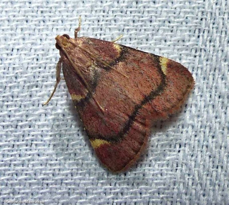 Spruce needleworm moth  (Hypsopygia thymetusalis),  #5529