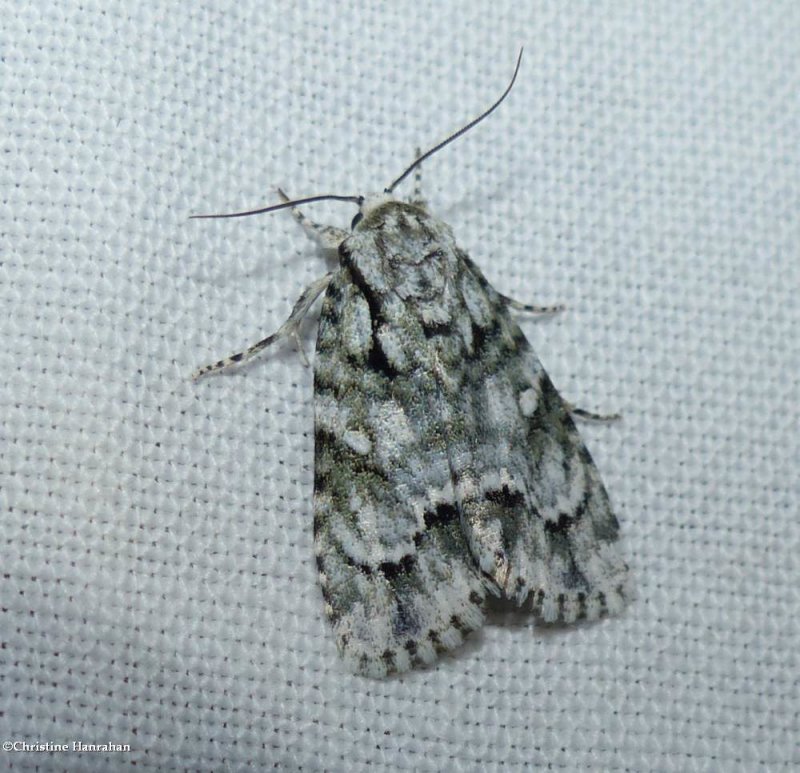 Delightful dagger moth (Acronicta vinnula), #9225