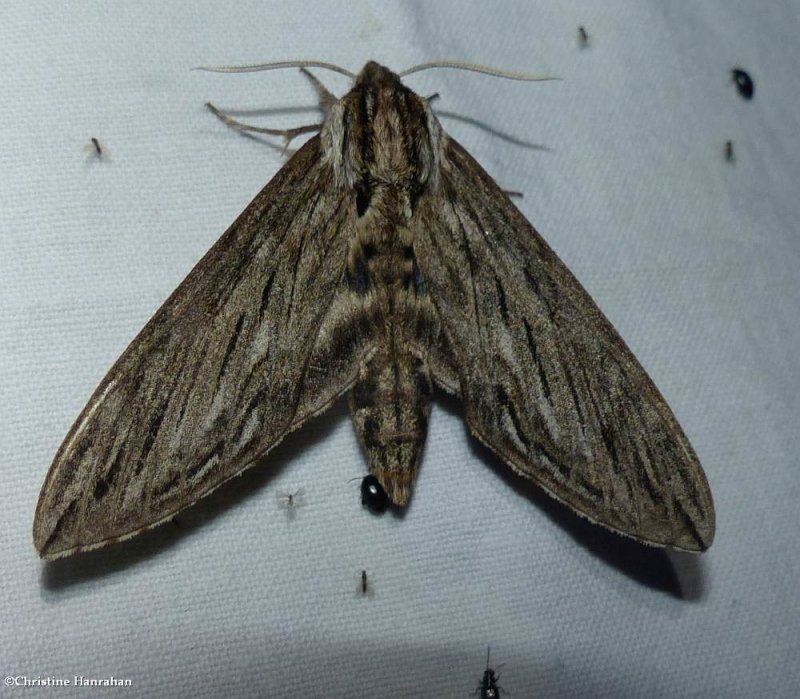 Canadian sphinx moth  (Sphinx canadensis), #7807
