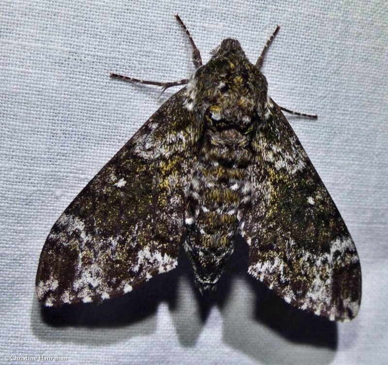 Pawpaw sphinx  moth  (Dolba hyloeus), #7784