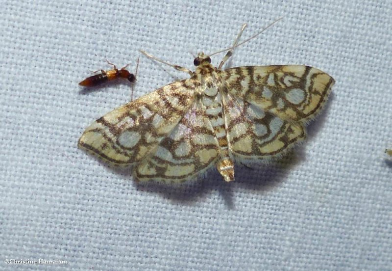 Bog lygropia moth  (Lygropia rivulalis), #5250