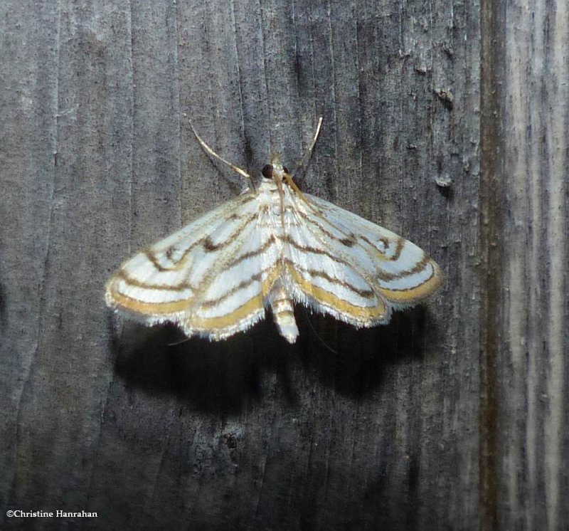 Chestnut-marked pondweed moth  (Parapoynx badiusalis), #4761