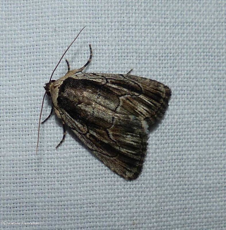 Brown-lined sallow moth (Sympistis badistriga), #10059