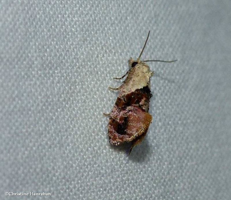 Holland's cochylid moth  (Thyraylia hollandana), #3847
