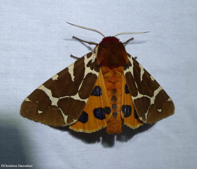 Great tiger moth  (Arctia caja), #8166