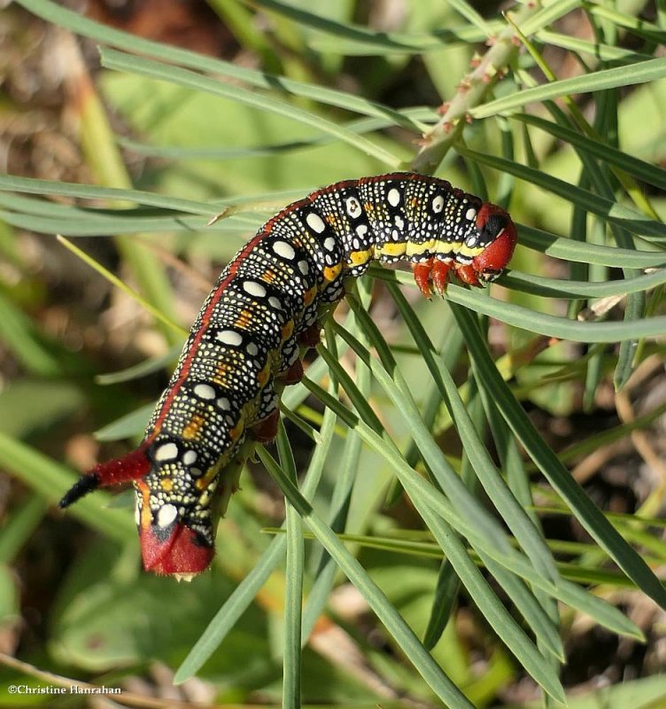 Leafy spurge moth caterpillar   (Hyles euphorbiae), #7892