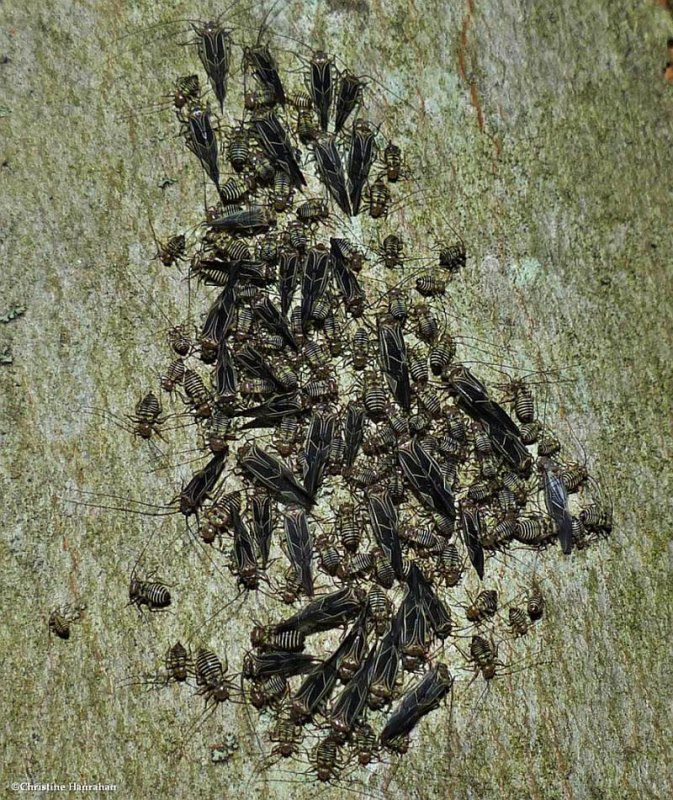 Tree cattle bark lice (Cerastipsocus venosus)