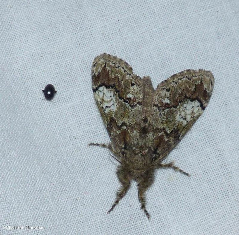Tussock moth (Dasychira)