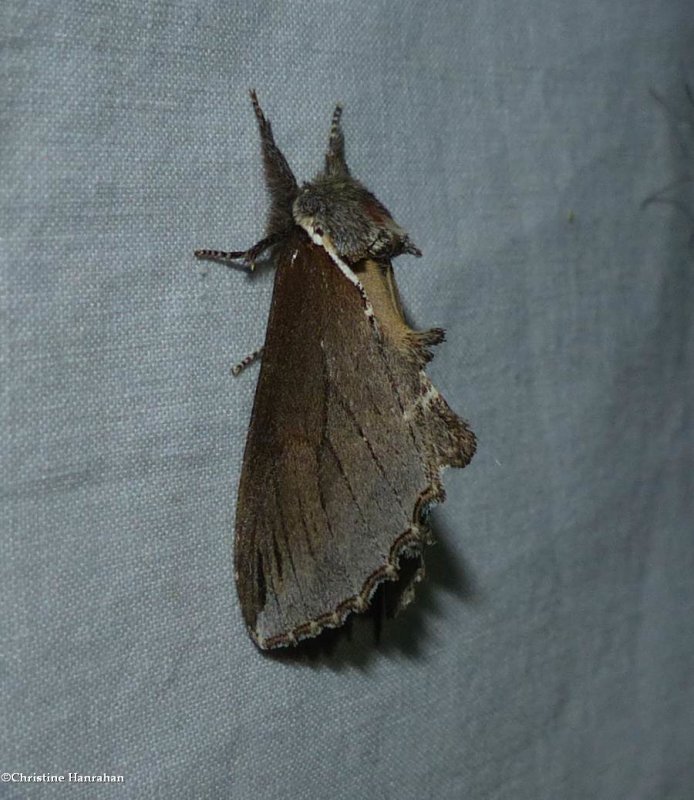 Elegant prominent moth  (Pheosidea elegans), #7924