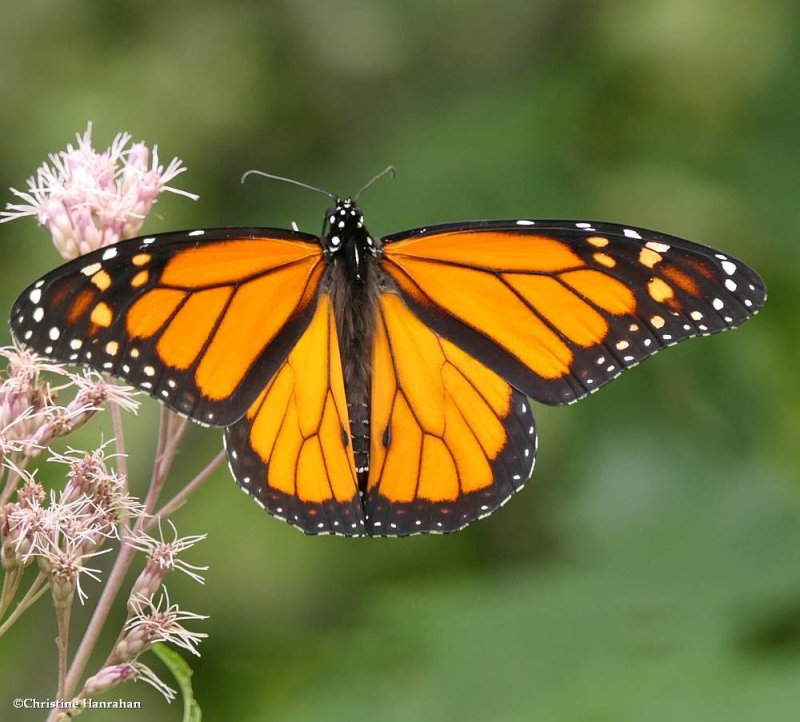 Monarch butterfly   (Danaus plexippus), male