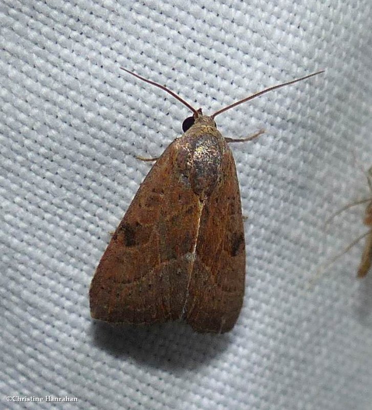 The wedgeling moth  (Galgula partita), #9688