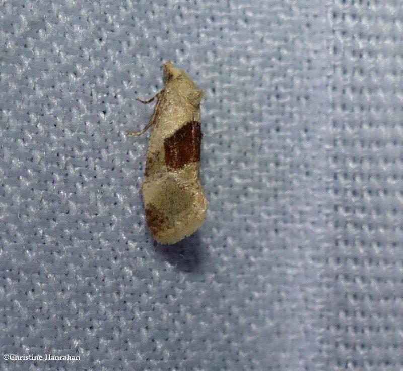 Brown-patched phalonidia moth (Phalonidia lepidana), #3807
