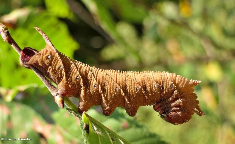 Elm sphinx moth larva (Ceratomia amyntor),  #7786
