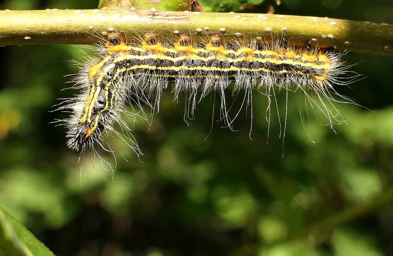 Datana moth caterpillar (Datana)