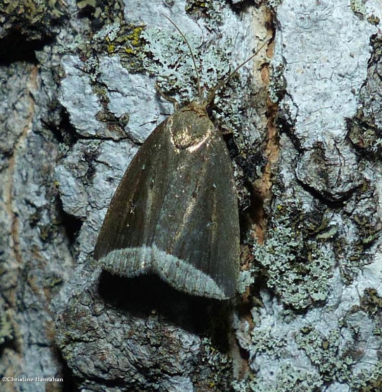 Curved halter moth  (Capis curvata), #9059