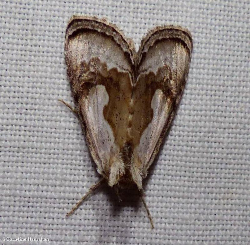 Formosa looper moth (Chrysanympha formosa), #8904