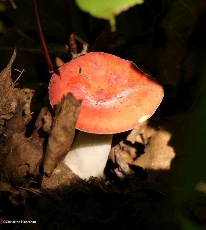 Mushroom (Russula) 