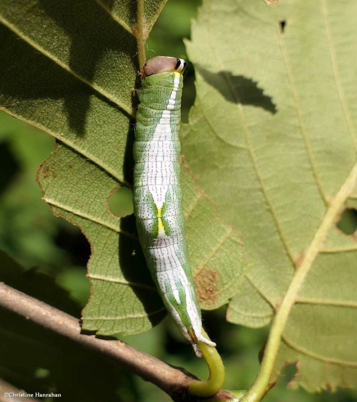 Wavy-lined heterocampa moth caterpillar (Heterocampa biundata), #7995 