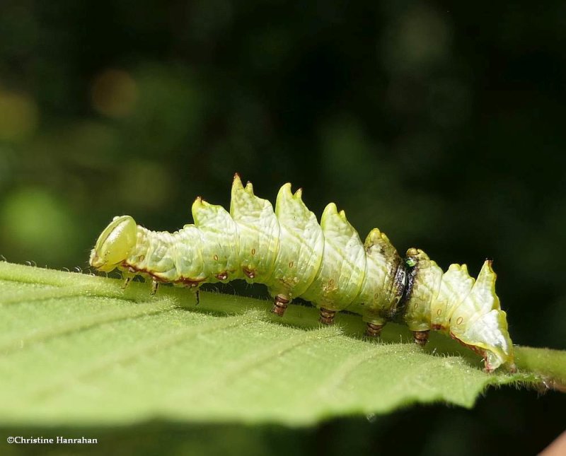 Double-toothed prominent moth caterpillar (Nerice bidentata), #7929