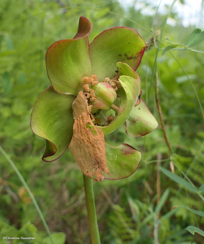 Pitcher plant (Sarracenia purpurea)