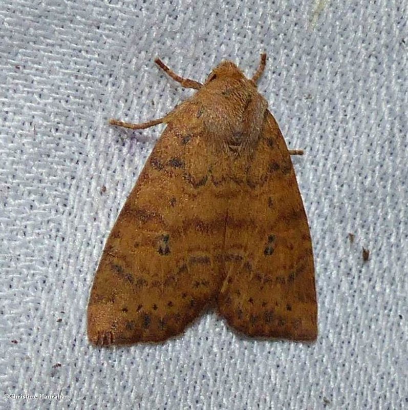 Dotted sallow moth  (Anathix ralla), #9961