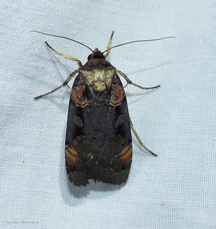 Pink-spotted dart moth  (Pseudohermonassa bicarnea),  #10950