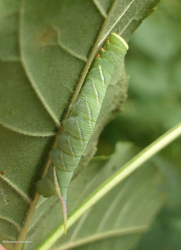 Waved sphinx moth caterpillar (Ceratomia undulosa), #7787