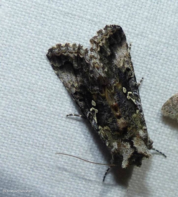 Abstruse Looper moth (Syngrapha abstrusa), #8940 