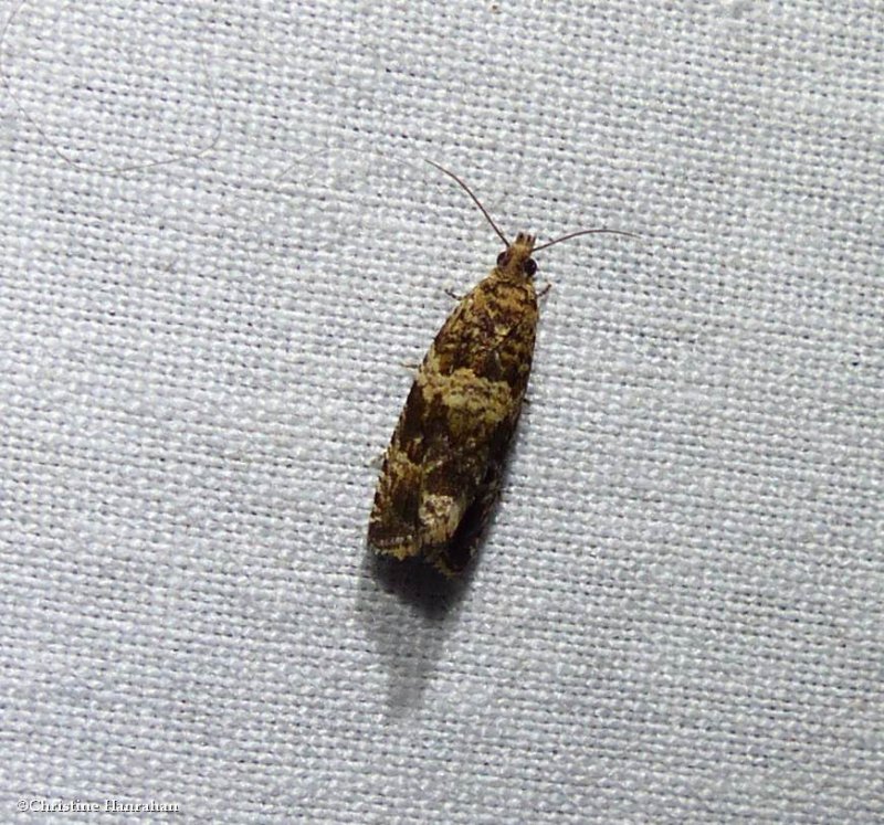 Tortricid moth (Celypha cespitana), #2859