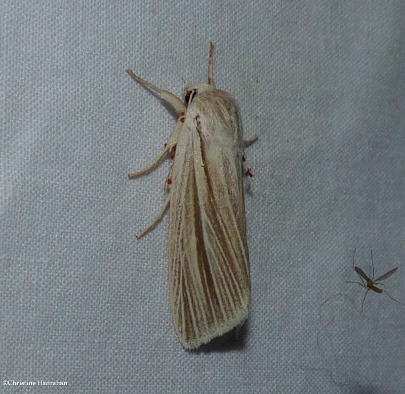 Marsh dagger moth (Acronicta insularis), #9280