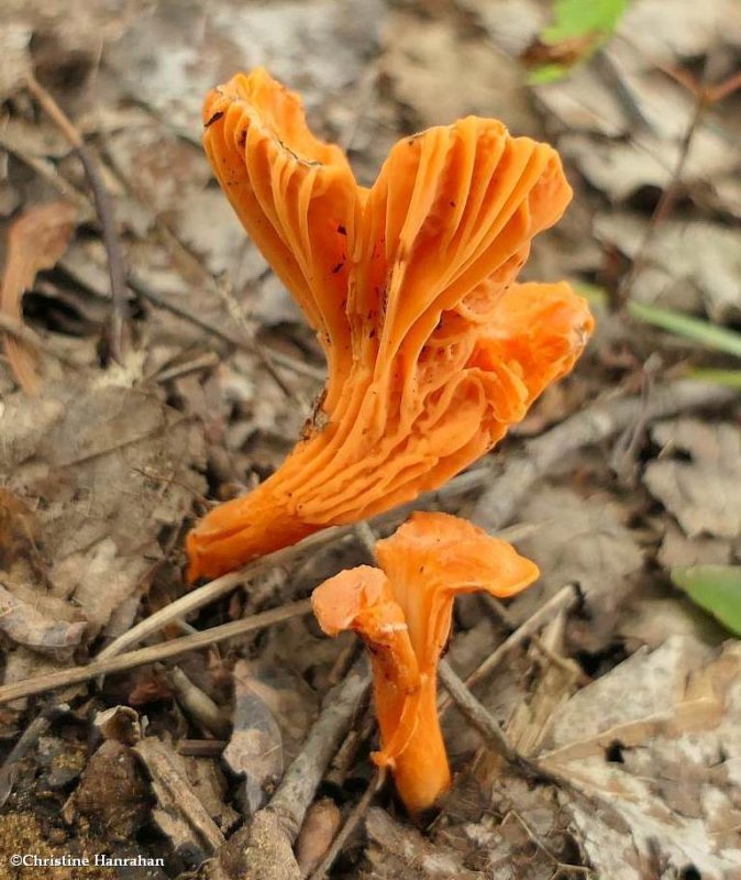 Mushroom (<em>Cantharellus</em>??)