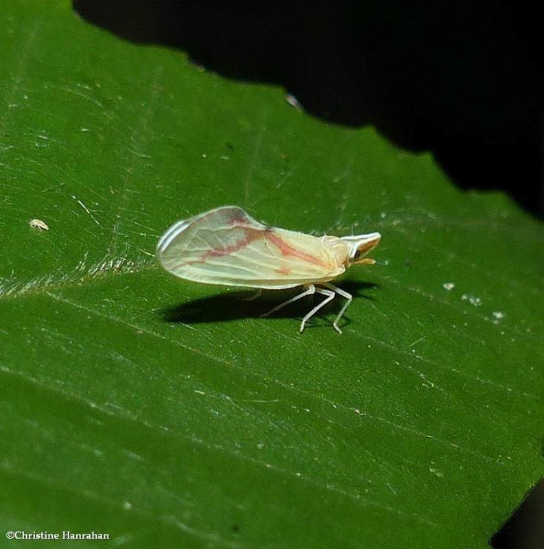Derbid planthopper (Otiocerus coquebertii)