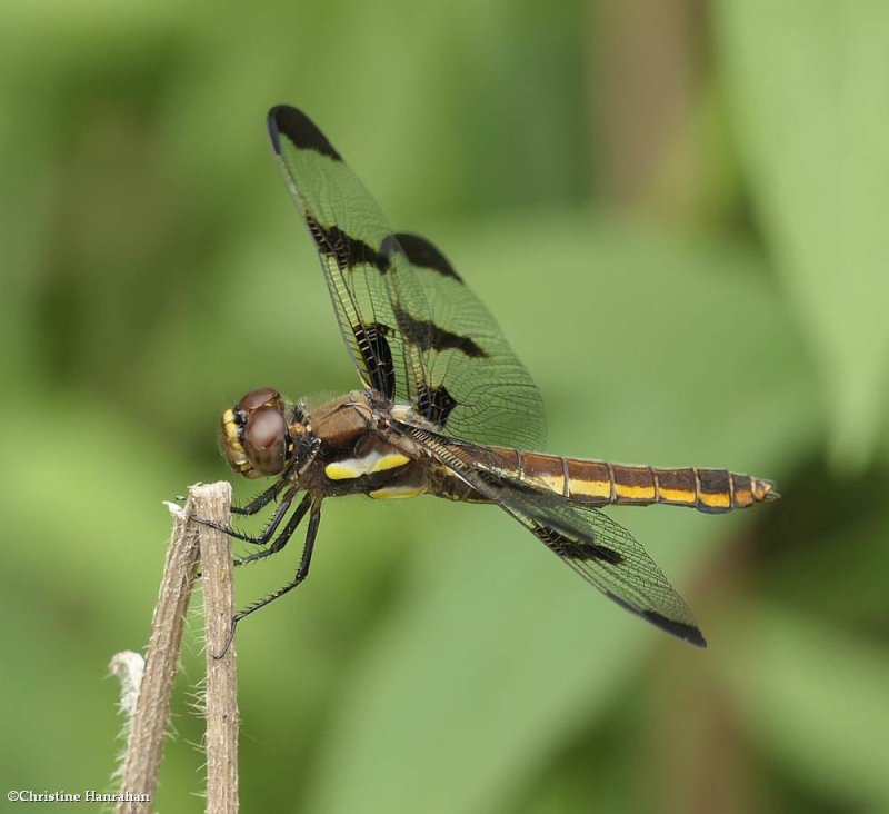 Twelve-spotted skimmer (Libellula pulchella)