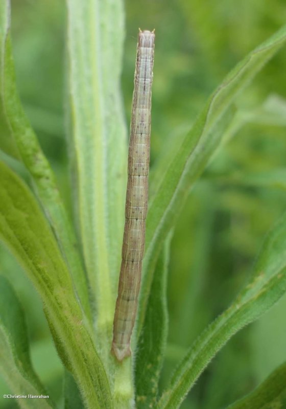 Crocus geometer moth caterpillar (Xanthotype sp.) ?