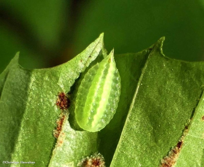 Elegant tailed slug moth caterpillar   (Packardia elegans), #4661
